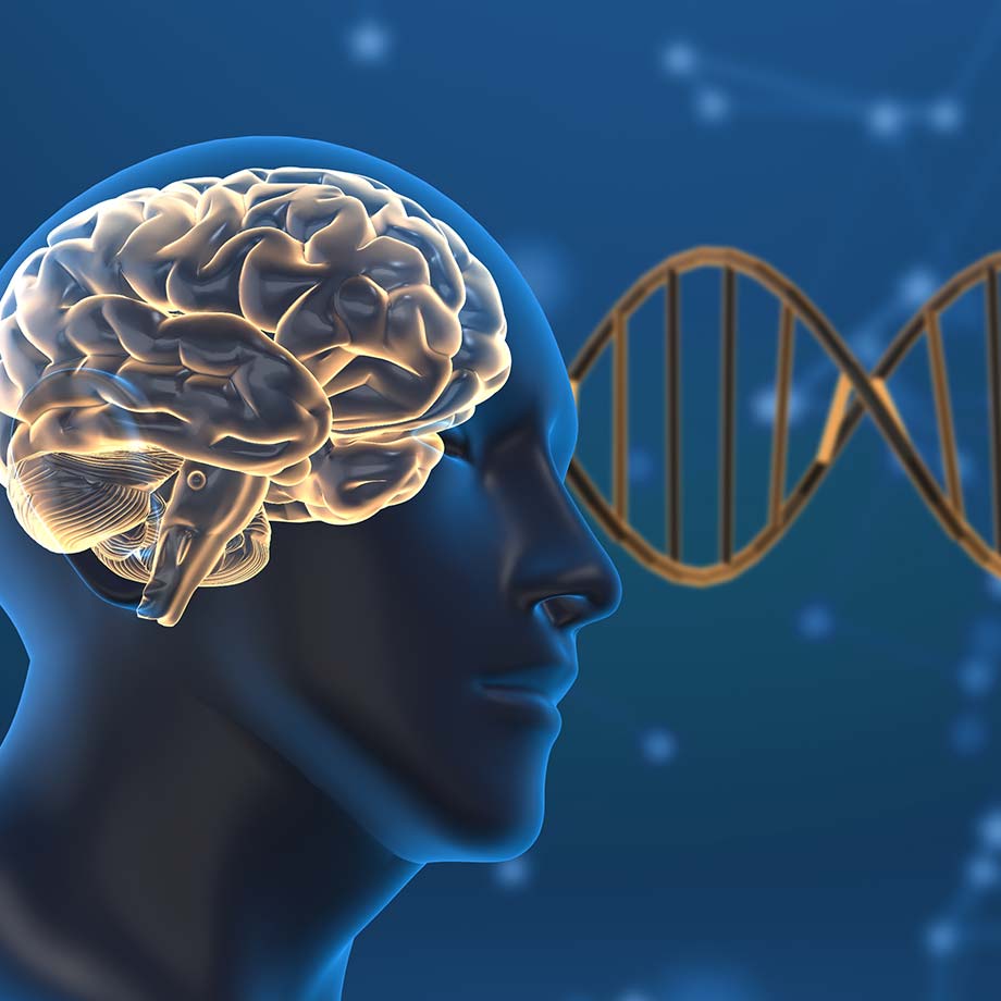 representation of a male head with visible brain-small